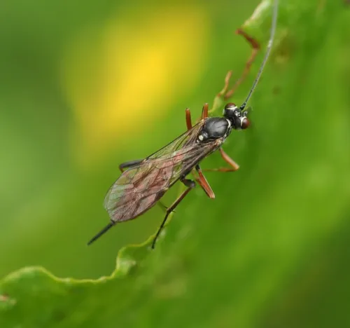 Ischnus inquisitorius - photo 6