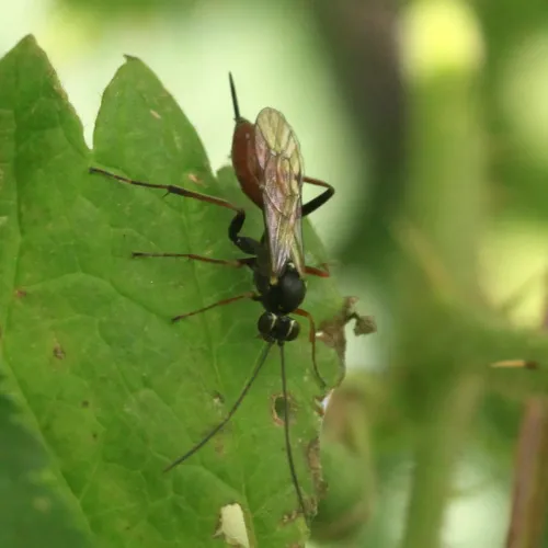 Ischnus inquisitorius - photo 7