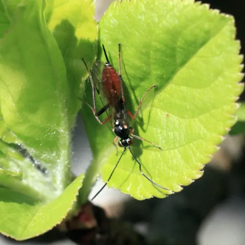 Ischnus inquisitorius - photo 8