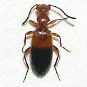 Ischyropalpus bipartitus