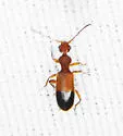 Ischyropalpus bipartitus - photo 2