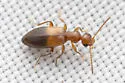 Ischyropalpus bipartitus - photo 3