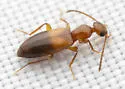 Ischyropalpus bipartitus - photo 4