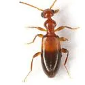 Ischyropalpus cochisei - photo 2