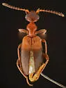 Ischyropalpus cochisei - photo 3