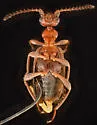 Ischyropalpus cochisei - photo 4