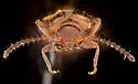 Ischyropalpus cochisei - photo 5