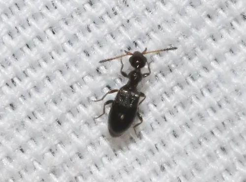 Ischyropalpus dispar