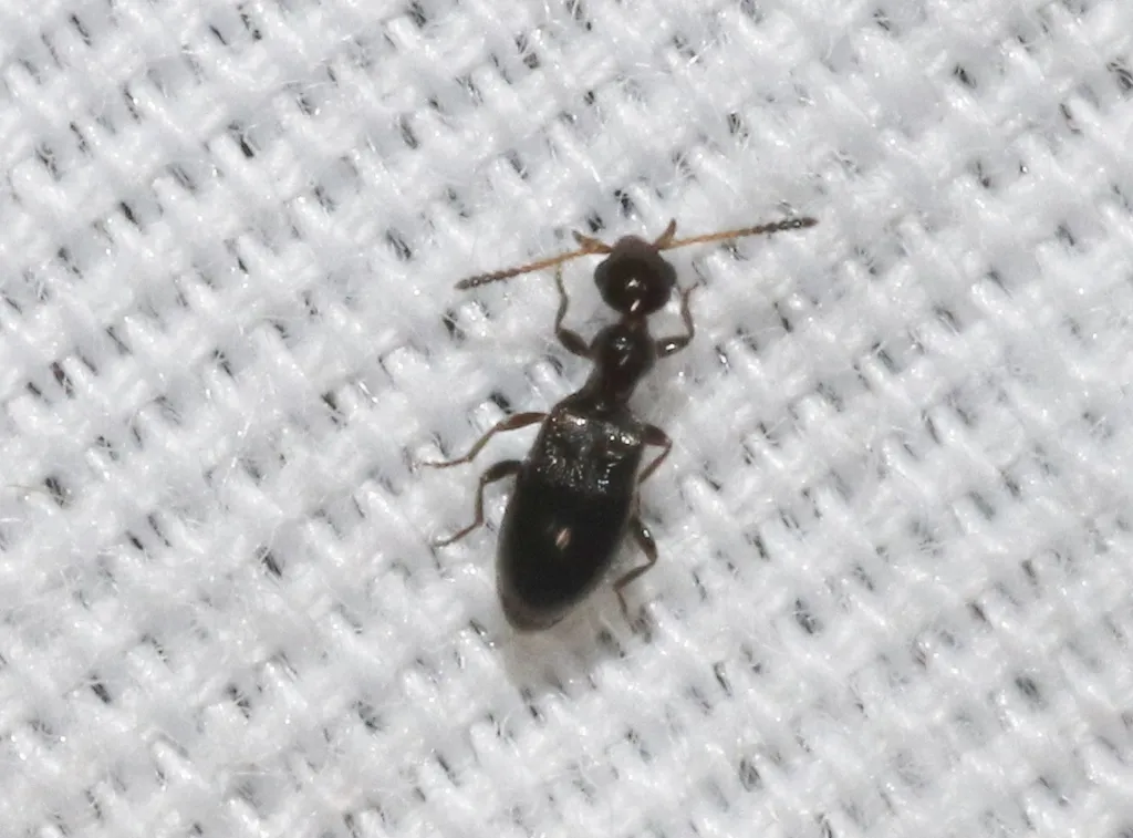 Ischyropalpus dispar - photo 2