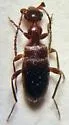 Ischyropalpus nitidulus
