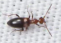 Ischyropalpus nitidulus - photo 2