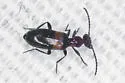 Ischyropalpus nitidulus - photo 3