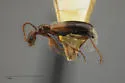 Ischyropalpus nitidulus - photo 4