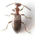 Ischyropalpus nitidulus - photo 5