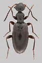 Ischyropalpus obscurus