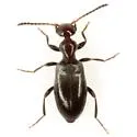 Ischyropalpus occidentalis