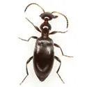 Ischyropalpus occidentalis - photo 2