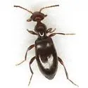 Ischyropalpus occidentalis - photo 3
