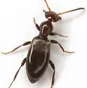 Ischyropalpus occidentalis - photo 4
