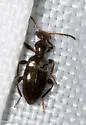Ischyropalpus occidentalis - photo 5