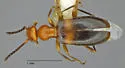 Ischyropalpus pinalicus - photo 2