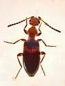 Ischyropalpus pinalicus - photo 3