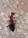 Ischyropalpus pinalicus - photo 4