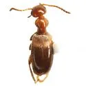 Ischyropalpus sturmi - photo 2