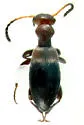 Ischyropalpus sturmi - photo 3