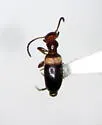 Ischyropalpus sturmi - photo 4