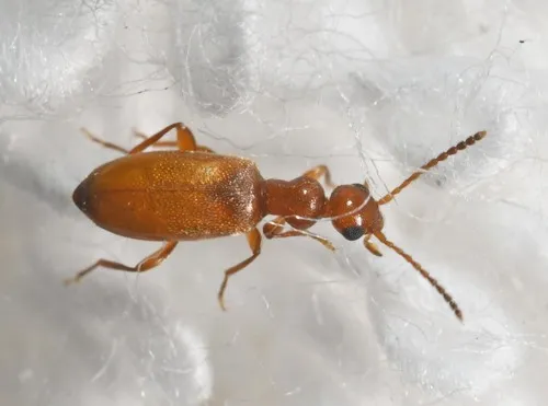 Ischyropalpus subtilissimus - photo 2