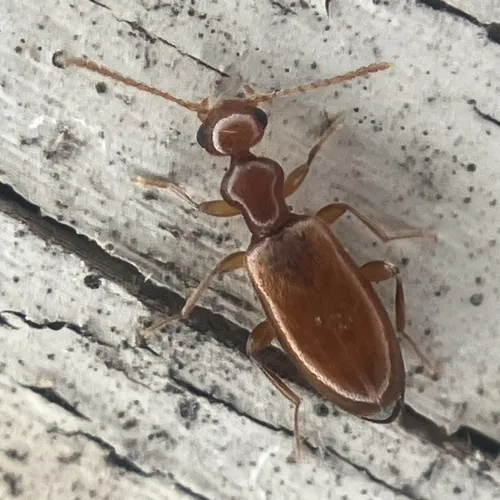 Ischyropalpus subtilissimus - photo 3