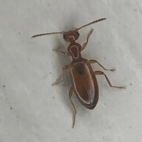 Ischyropalpus subtilissimus - photo 4