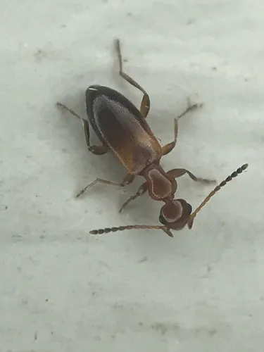 Ischyropalpus subtilissimus - photo 5