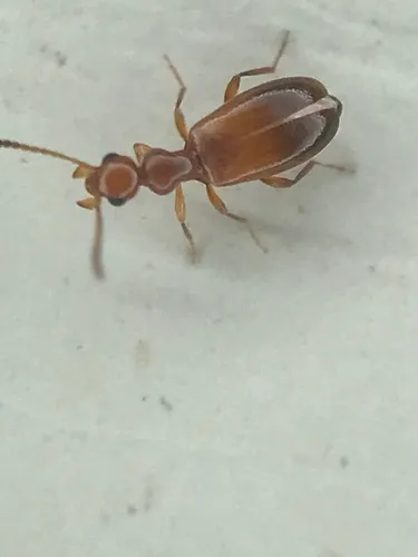 Ischyropalpus subtilissimus - photo 6