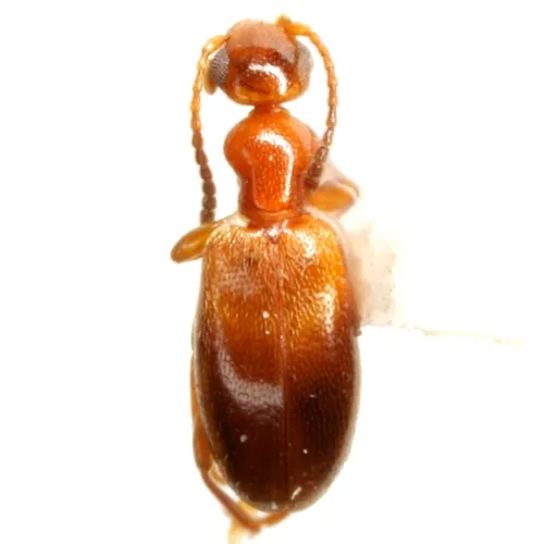 Ischyropalpus subtilissimus - photo 7