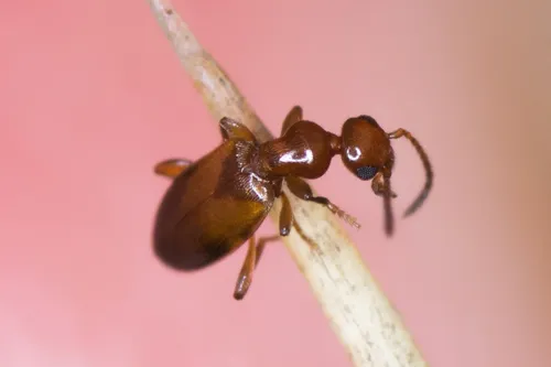 Ischyropalpus subtilissimus - photo 8