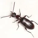 Ischyropalpus turgidicollis