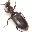 Ischyropalpus turgidicollis - photo 2