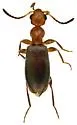Ischyropalpus turgidicollis - photo 3