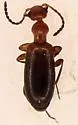 Ischyropalpus turgidicollis - photo 4