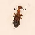 Ischyropalpus turgidicollis - photo 5