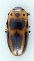 Ischyrus dunedinensis