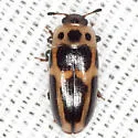Ischyrus dunedinensis - photo 2