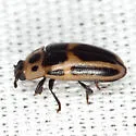 Ischyrus dunedinensis - photo 3