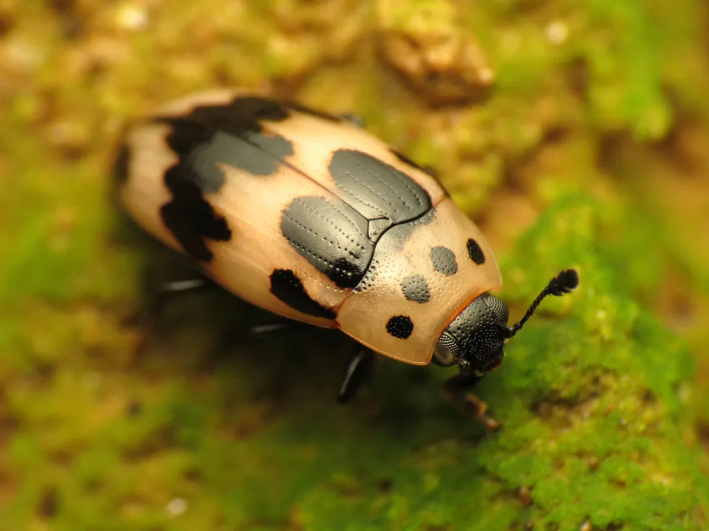 Four-Spotted Fungus Beetle - photo 2
