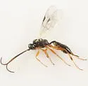 Isdromas lycaenae