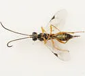 Isdromas lycaenae - photo 2
