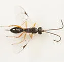 Isdromas lycaenae - photo 3