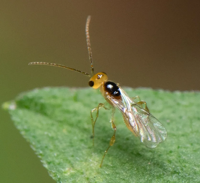 Ismaridae - Ismaridae